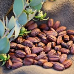 Armina BIO Jojobový olej