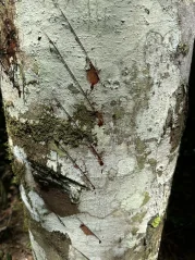 Serafin Dračia krv 30 ml